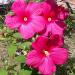 Sadnice - žbunaste vrste: Hibiscus Orias (starost 2,5 - 3 godine), slika1